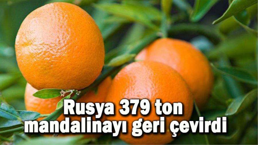 Rusya 379 ton mandalinayı geri çevirdi