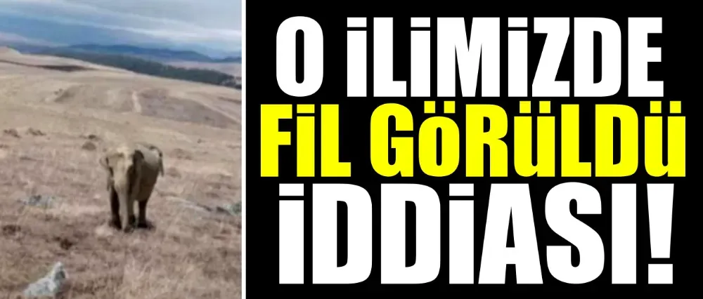 O ilimizde fil görüldü iddiası!
