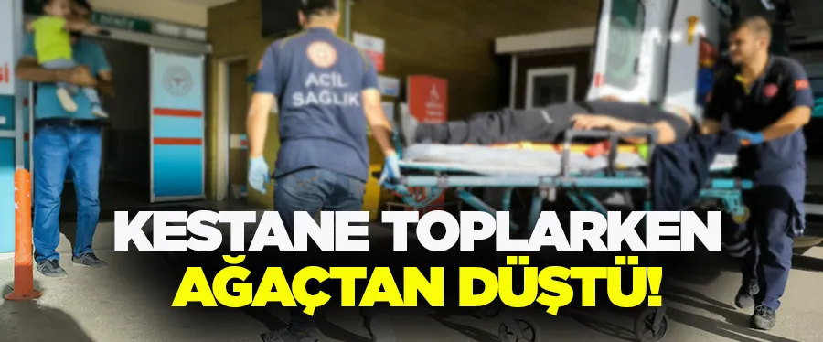 Kestane toplarken ağaçtan düştü!