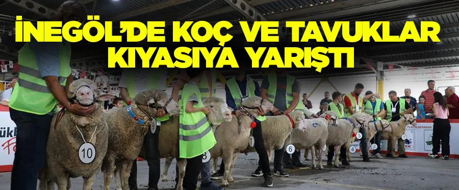 İnegöl’de Koç Ve Tavuklar Kıyasıya Yarıştı