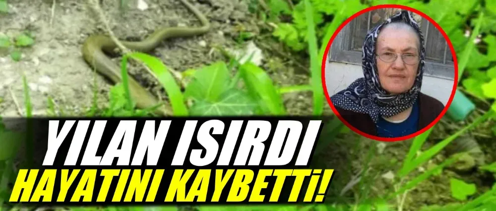 Yılan ısıran kadın hayatını kaybetti!