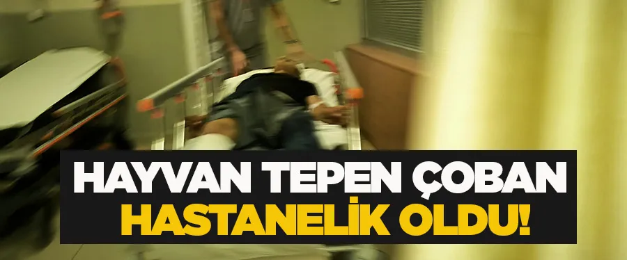 Hayvan tepen çoban hastanelik oldu!