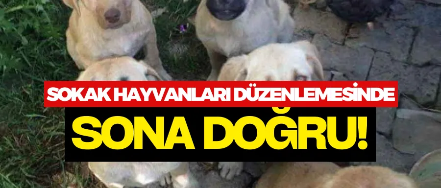 Sokak hayvanları düzenlemesinde sona doğru…