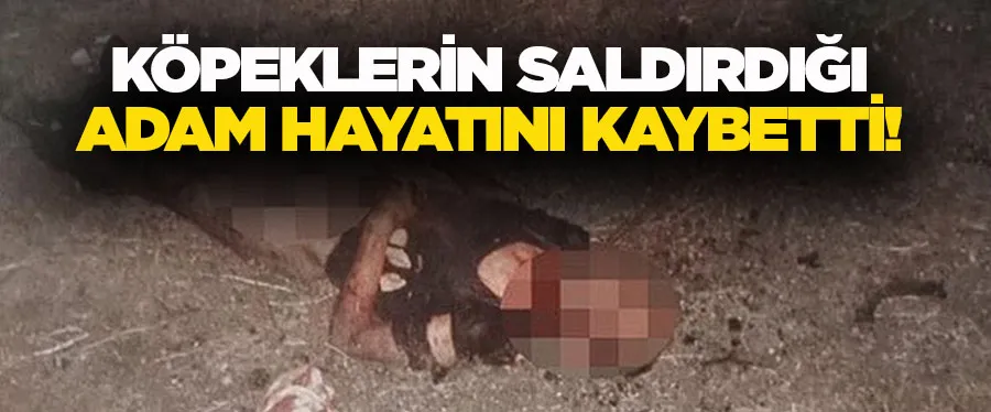 Başıboş köpeklerin saldırısına uğrayan kişi hayatını kaybetti