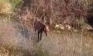 Çeltikçi’de Dereye Bağlanan At Vicdanları Sızlattı