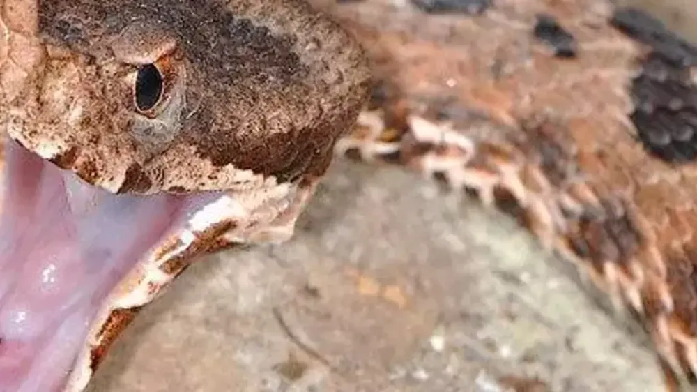 İnegöl’de Yılanın Isırdığı Kadın Hastaneye Kaldırıldı