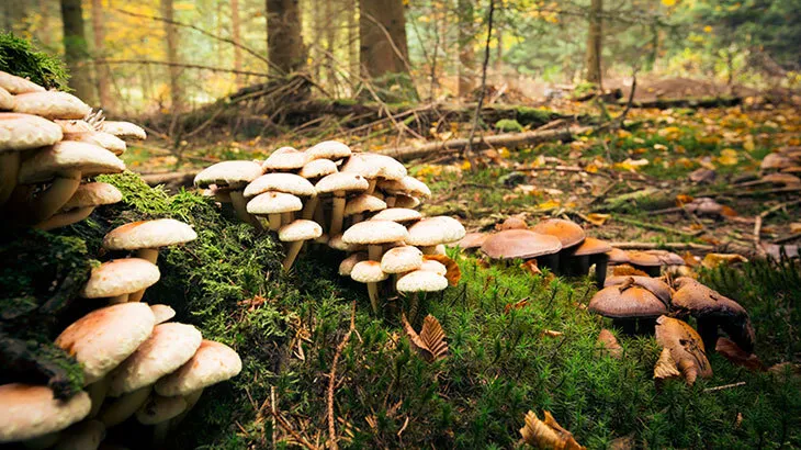 İnegöl’de Mantar Zehirlenmesi: Baba ve Oğul Hastanelik Oldu