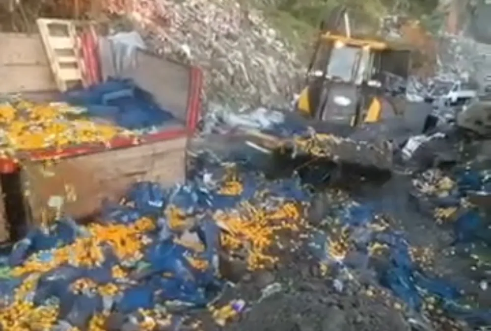 Tonlarca mandalinayı toprağa gömdüler!