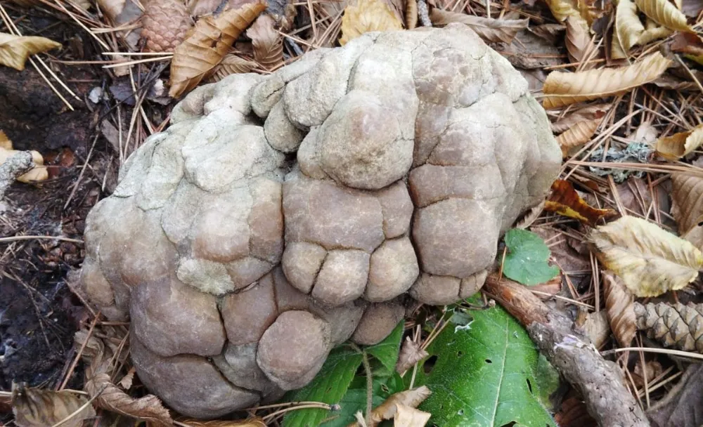 İnegöl Turgutalp Ormanlarında Sıradışı Taş Oluşumu Bulundu