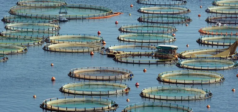 Bakan Yumaklı'dan su ürünleri avcılığı açıklaması