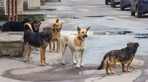 Başıboş köpekleri toplayan görevlileri tehdit ettiler