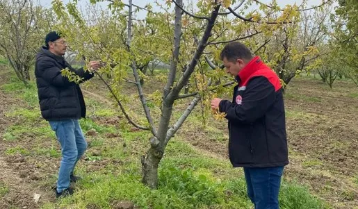 İnegöl’de Don Zararı Sonrası Hasar Tespit Çalışmaları Sürüyor