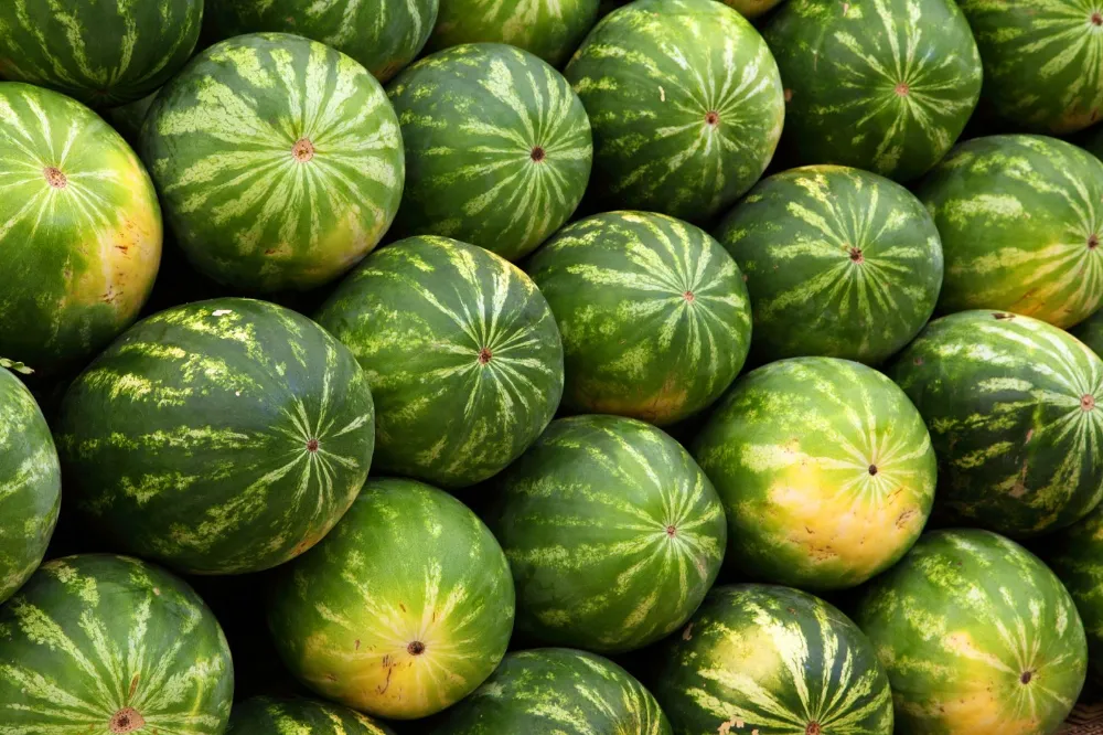 Karpuz seçerken sadece bu 3 noktaya bakın!