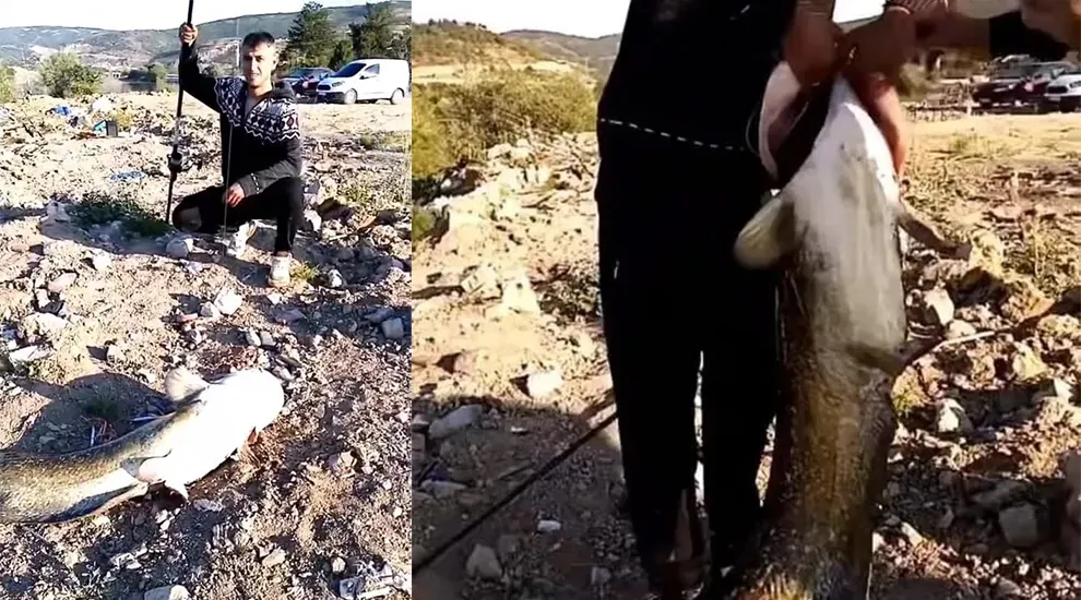 Boğazköy Barajı’nda Dev Yayın Balığı Yakalandı!