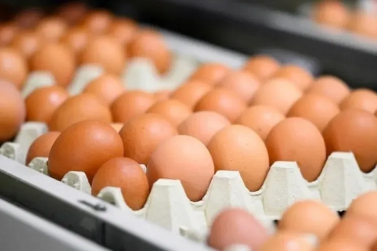 Yumurtalarda yeni dönem: Artık bu şekilde satılacak