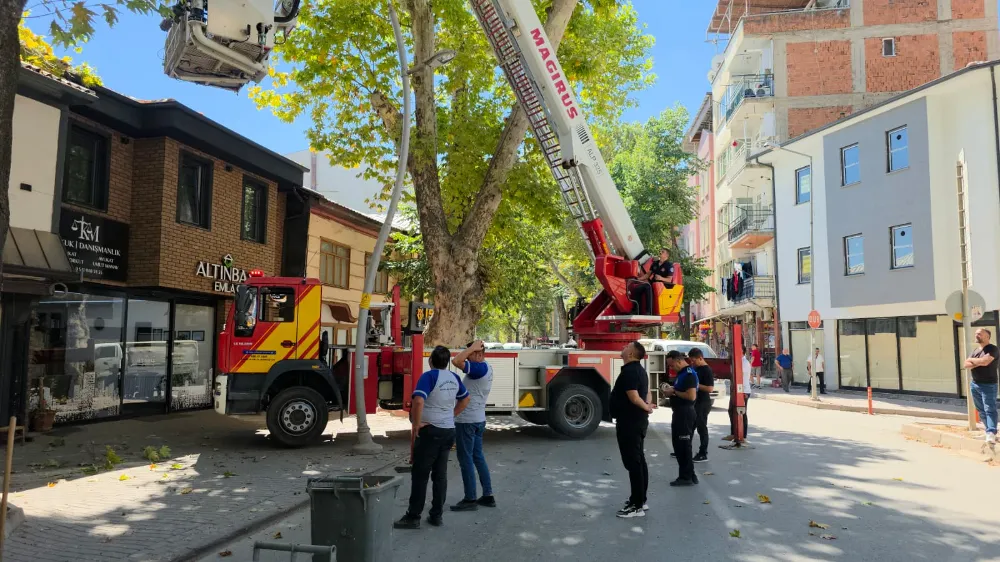 Çınar Ağacında Mahsur Kalan Karga İtfaiye Ekiplerince Kurtarıldı