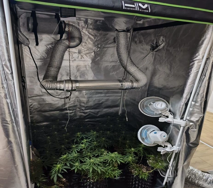 İnegöl'de Evinde Esrar Yetiştiriyordu, Jandarma Yakaladı