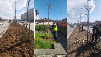 Bursa’da Fethin 700. Yılına Özel Proje: 700 Ulu Çınar Toprakla Buluşuyor