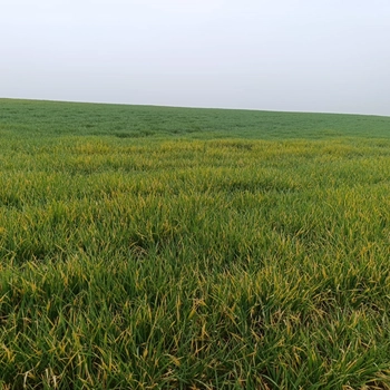 İnegöl’de Buğday ve Arpa Tarlaları İçin Hastalık Uyarısı