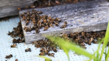 İnegöl İlçe Tarım Müdürlüğü’nden çiftçilere “arı” uyarısı