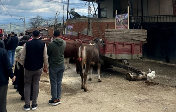 Kayapınar Köyü’nde Türkiye’de Bir İlk: Kurban Festivali Düzenlendi!
