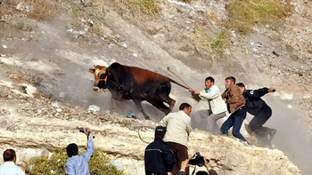İnegöl’de Kaçan Kurbanlıklara Özel Ekip Kuruldu