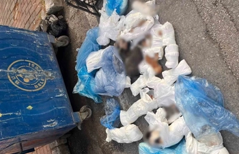Vahşet! Çöpte 33 Ölü Kedi Bulundu