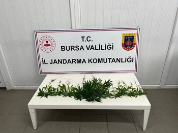 Bursa