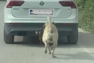 İnegöl’de Tepki Çeken Görüntü! Köpeği Aracın Arkasına Bağlayıp Çekti