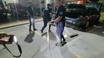 İnegöl'de Otomobile Dolanan Yılan Paniğe Neden Oldu